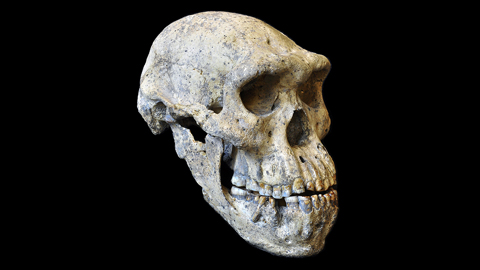 Ein primitiv aussehnder Urmenschen-Schädel aus Dmanisi in Georgien dokumiert die Vielfalt der Urmenschen