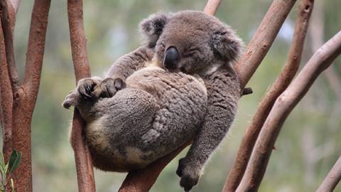 In der Astgabel eines Baumes schlafender Koala